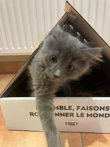 Avis photo d'un client sur Coffret Découverte Chaton - 1kg Croquettes + 8 Pâtées + 3 probiotiques