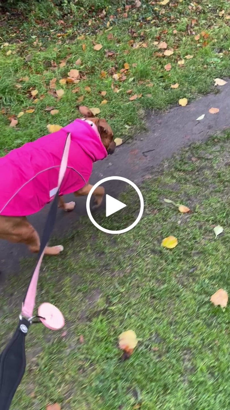 Customer video review of Dog Coat With Zip - Shower Proof - Carminerose