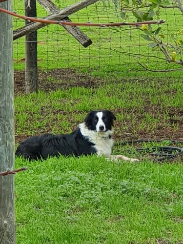 Customer photo review of DOG Cologne/Perfume -Natural Spritz