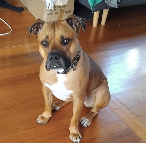 Customer photo review of PUPVOTE: 2025 Cutest Pet Calendar (Official Edition)