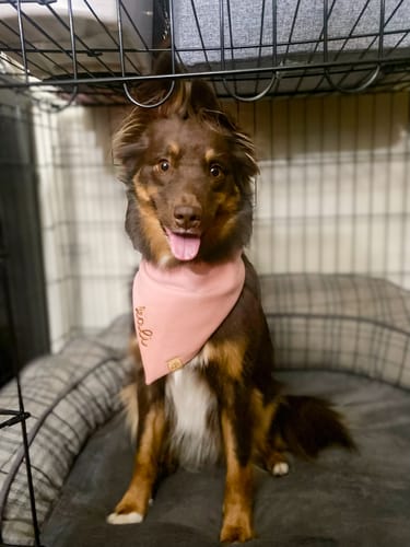 Customer photo review of Custom Name Embroidered Bandana