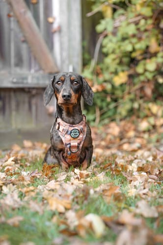 Customer photo review of Tough Trails™ Harness - Disney Dogs
