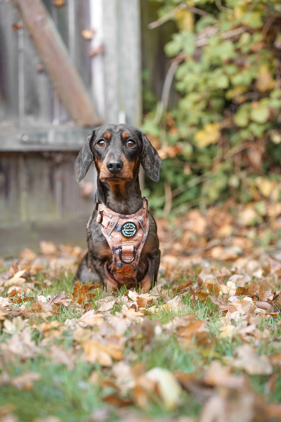 Customer photo review of Tough Trails™ Harness - Disney Dogs