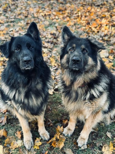 Customer photo review of FurLife™ 12 Months Flea and Tick Free