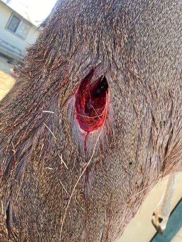 Customer photo review of Beast Broadheads