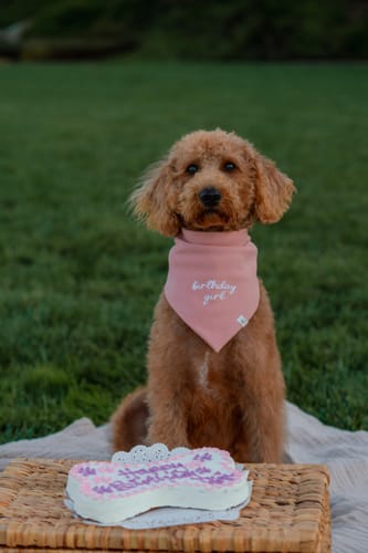 Customer photo review of Birthday + Gotcha Day Embroidered Bandana