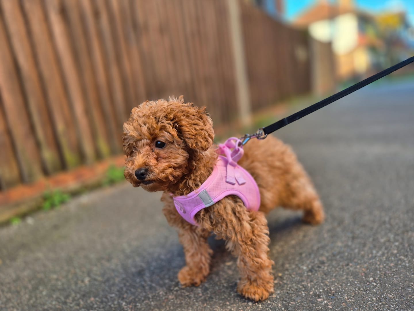Customer photo review of Pawsome Pup Harness - Pink
