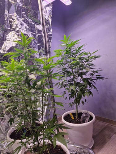 Customer photo review of Hanfsteckling | Chocolate Haze