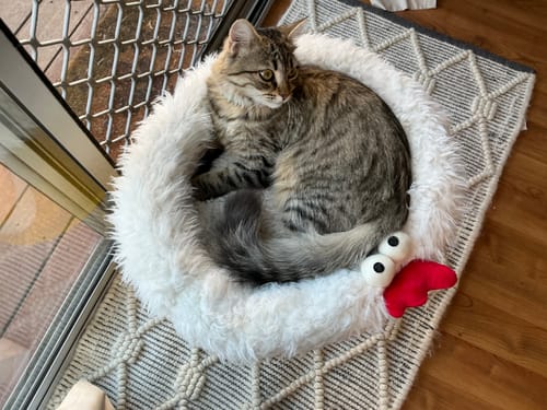Customer photo review of ZeZe Cluck Cat Scratching Post and Cat Bed
