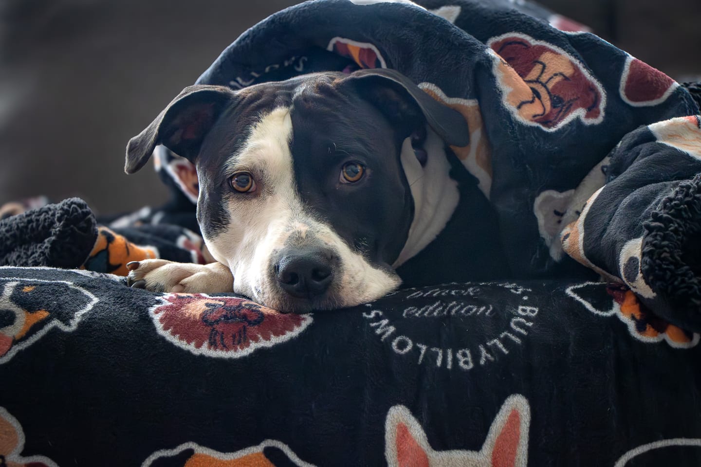 Customer photo review of Black Edition | Luxury Dog & Human Blanket
