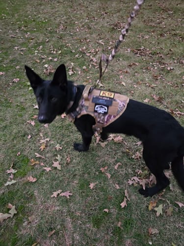 Customer photo review of 2MBH Harness Exchanges