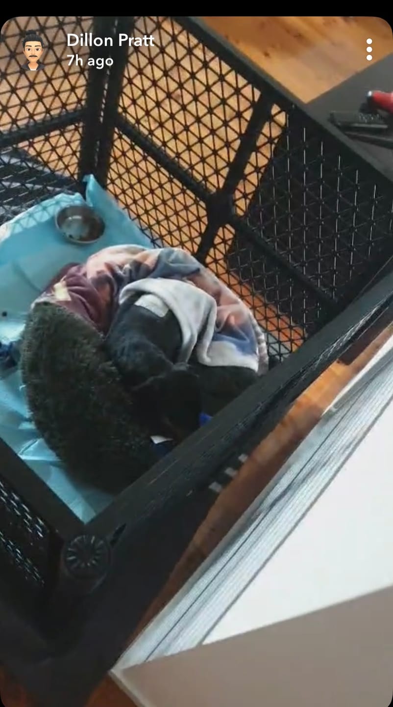 Customer photo review of PaWz Pet Foldable Portable Playpen Garden Outdoor