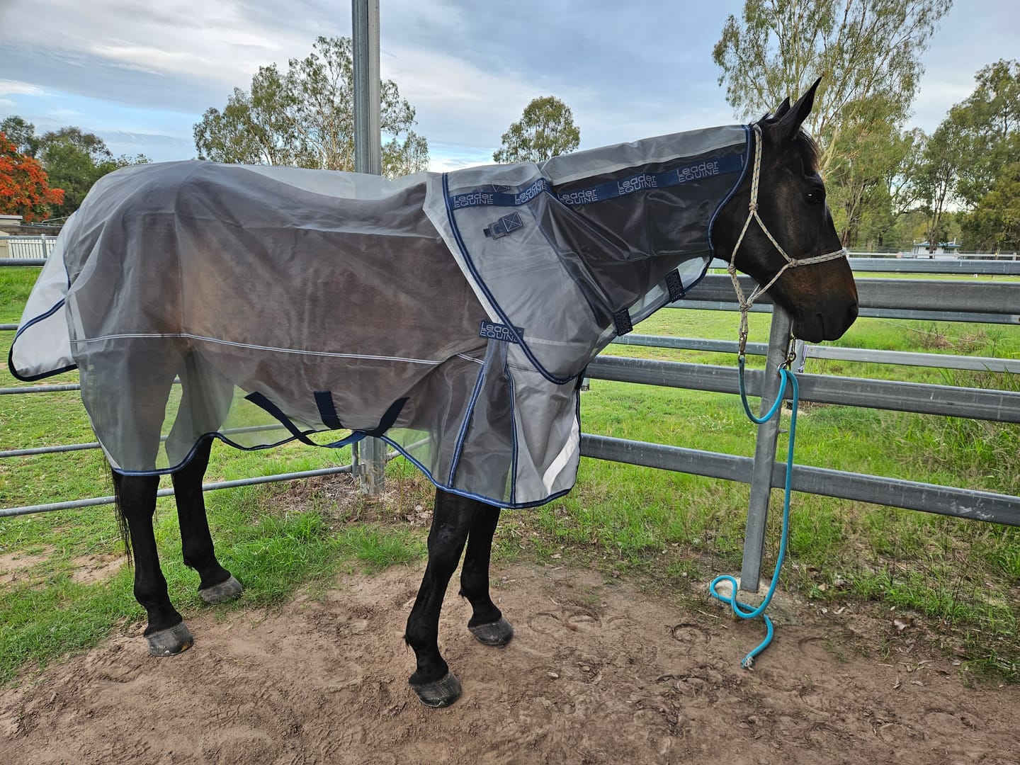 Customer photo review of LE Defender Anti-Insect Fly Rug