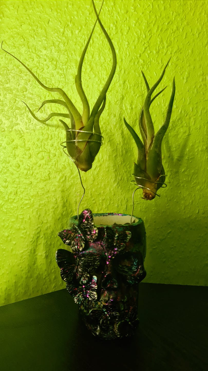 Customer photo review of Tillandsia caput medusae