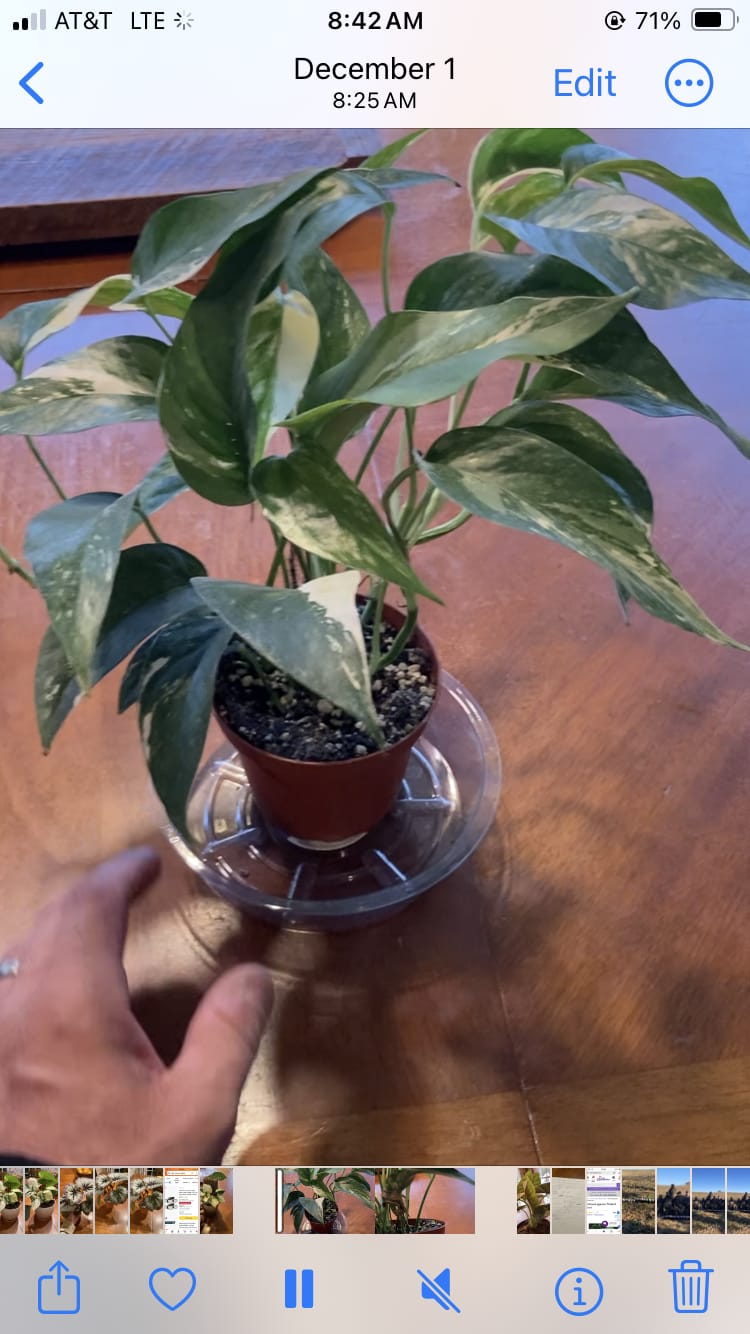 Customer photo review of Pothos Epipremnum pinnatum albo variegata
