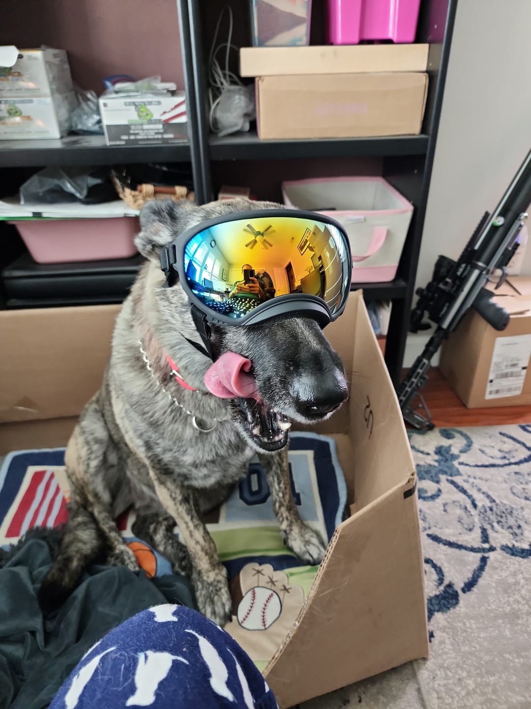 Customer photo review of Adjustable Dog Goggles (Doggles)