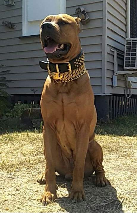 Customer photo review of Hand Made Leather Dog Collar - Ruthless Black & Brass (Wide Fit)