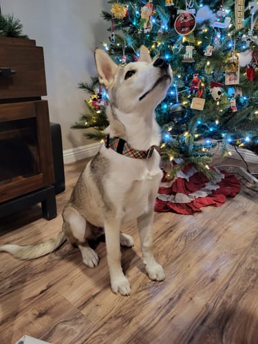 Customer photo review of Sweater Weather Buckle Collar