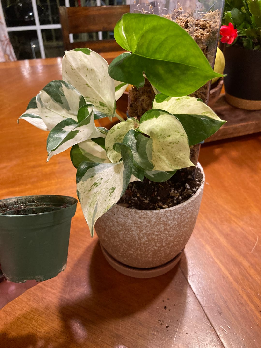 Customer photo review of Pothos Epipremnum aureum 'Manjula'
