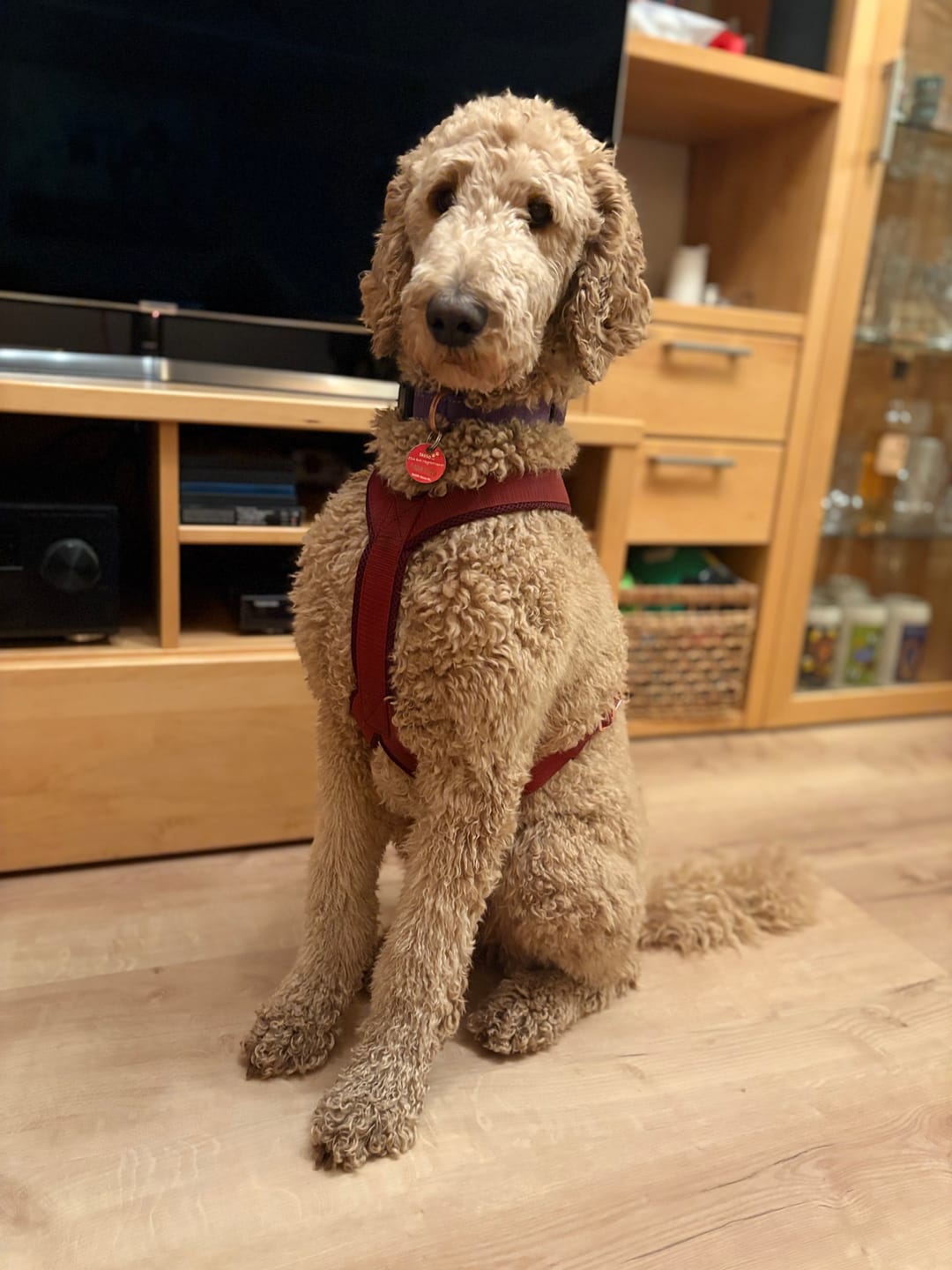 Customer photo review of Hundegeschirr PRO "Bordeaux"