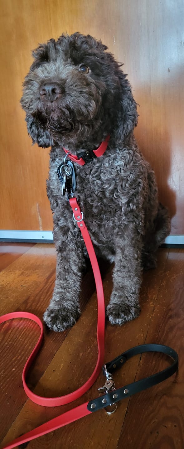 Customer photo review of Adjustable Biothane Quick Release Dog Collar