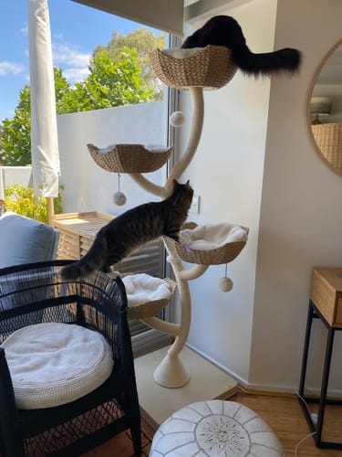 Customer photo review of MICHU Ivy Cat Tower Deluxe 4-Tier Designer Tall Cat Tree