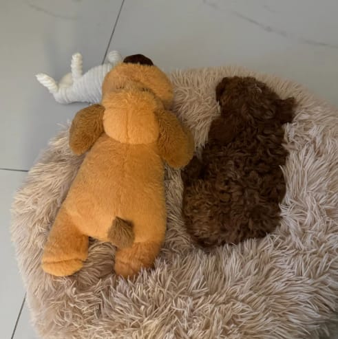 Customer photo review of Peluche Antiestrés para Mascotas