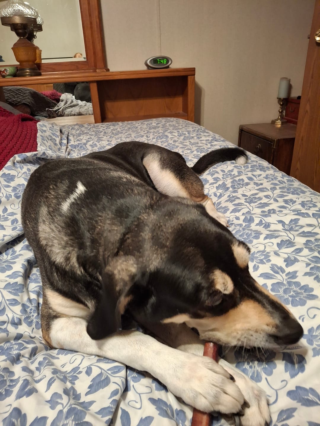Customer photo review of Himalayan Yak Cheese Chew Dog Treat