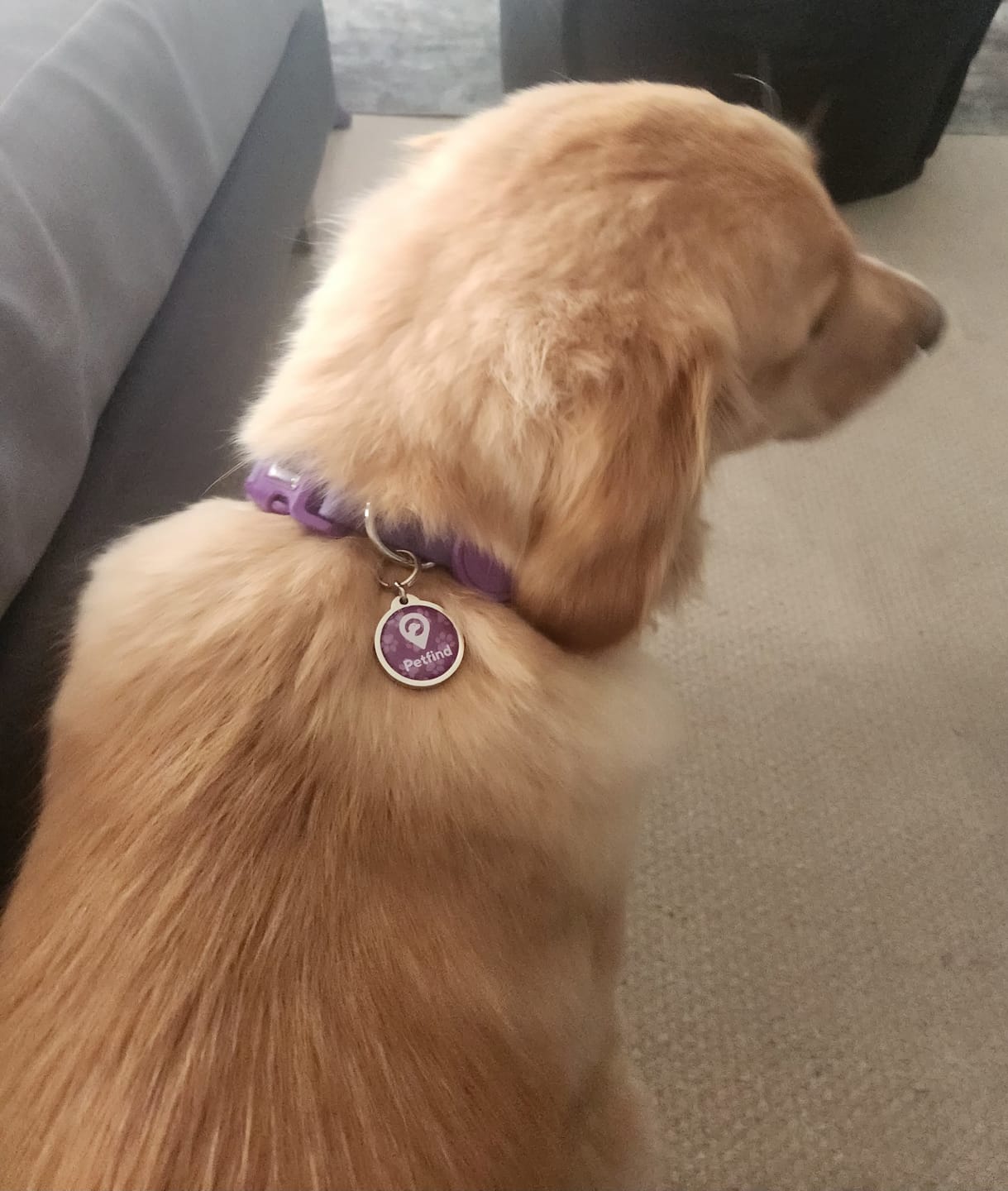 Customer photo review of Placa Morada