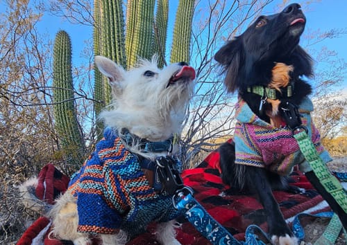 Customer photo review of Playa Poncho - Surprise Color