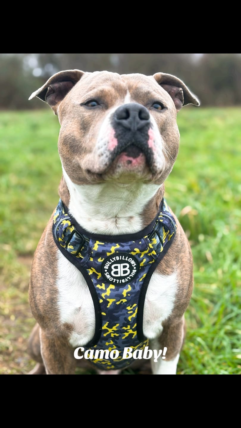 Customer photo review of Comfort Premium Harness | Non Restrictive - Lightning