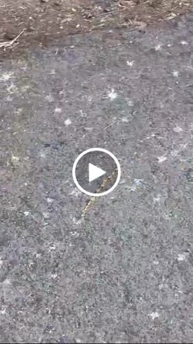 Customer video review of Pashtush His And Her Set Of Jamawar Stole and Shawl, Premium Gift Box Packaging, Navy Blue and Pink