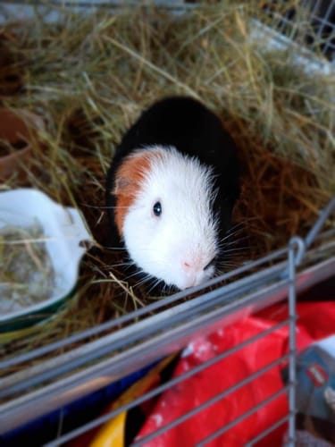 Customer photo review of Orchard Hay Box