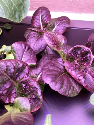 Customer photo review of Rouge d'Hiver Romaine Lettuce Seeds
