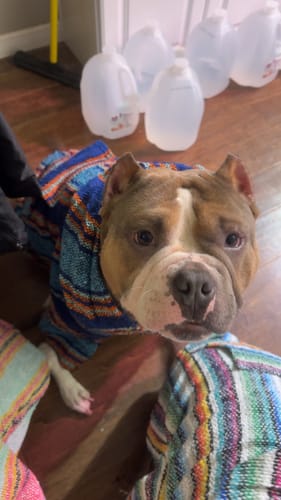 Customer photo review of Playa Poncho - Surprise Color