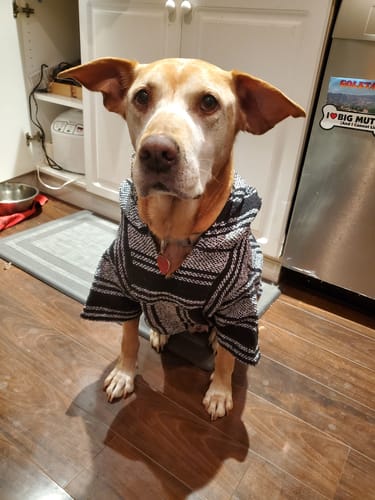 Customer photo review of Playa Poncho - Surprise Color