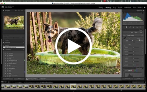 Customer video review of Fur Babies Photoshop Actions
