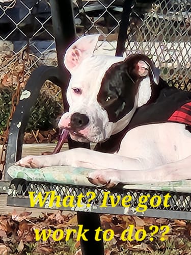 Customer photo review of 6 Inch Standard Bully Stick