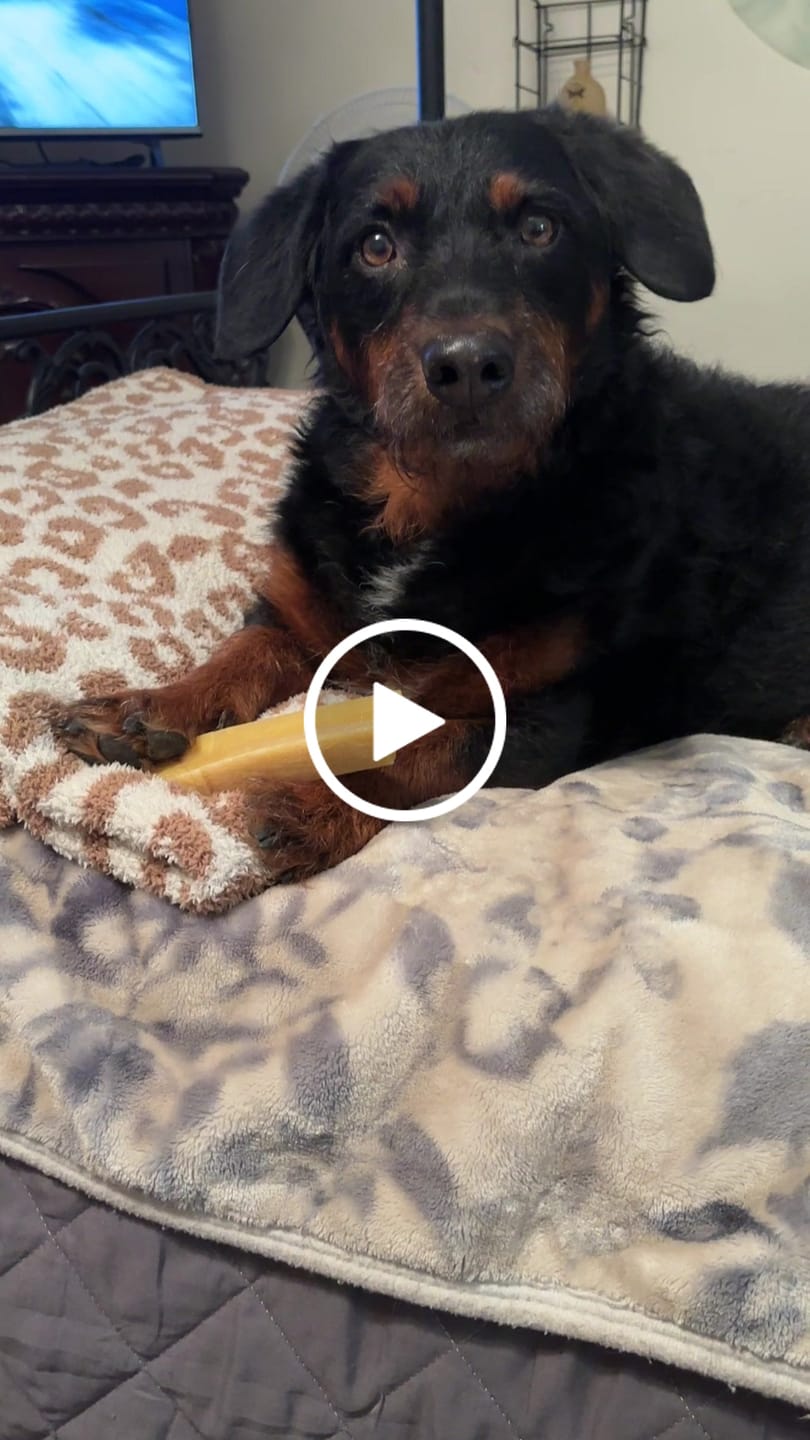 Customer video review of Himalayan Yak Chew (SMALL)