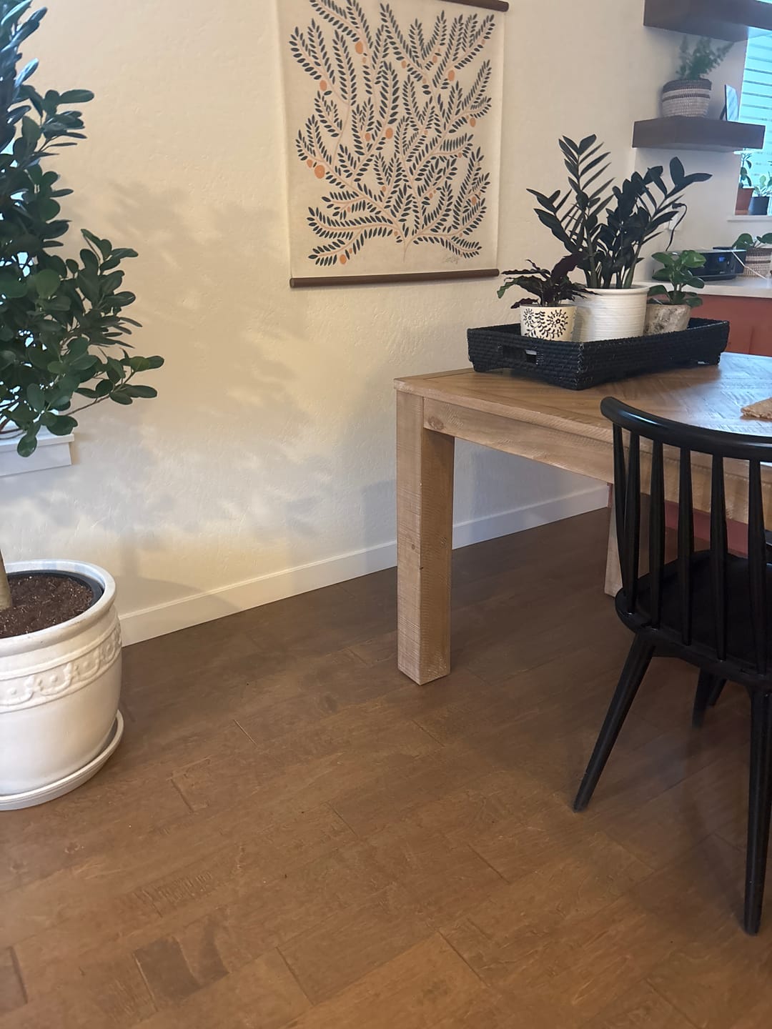 Customer photo review of Calathea lancifolia "Rattlesnake"