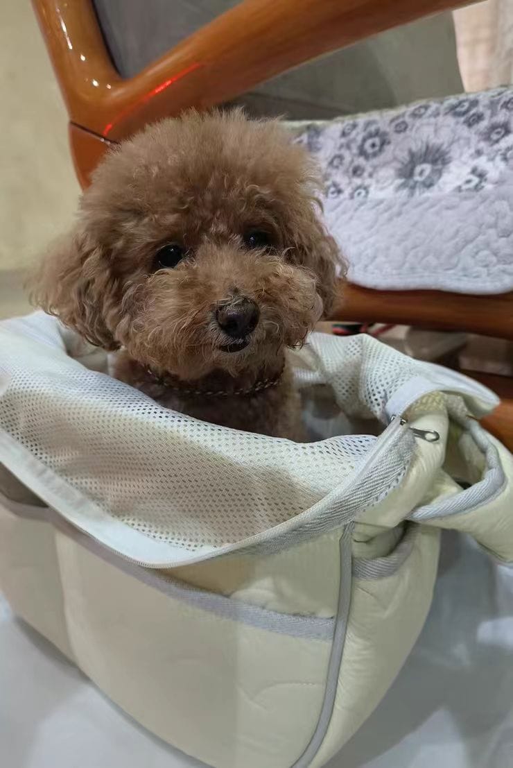 Customer photo review of 【24H Sale】SoftNest Lightweight Labor-Saving Sling Carrier Bag for Pets