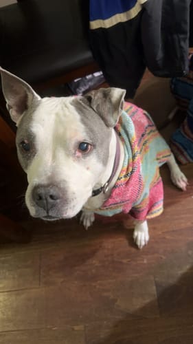 Customer photo review of Playa Poncho - Surprise Color