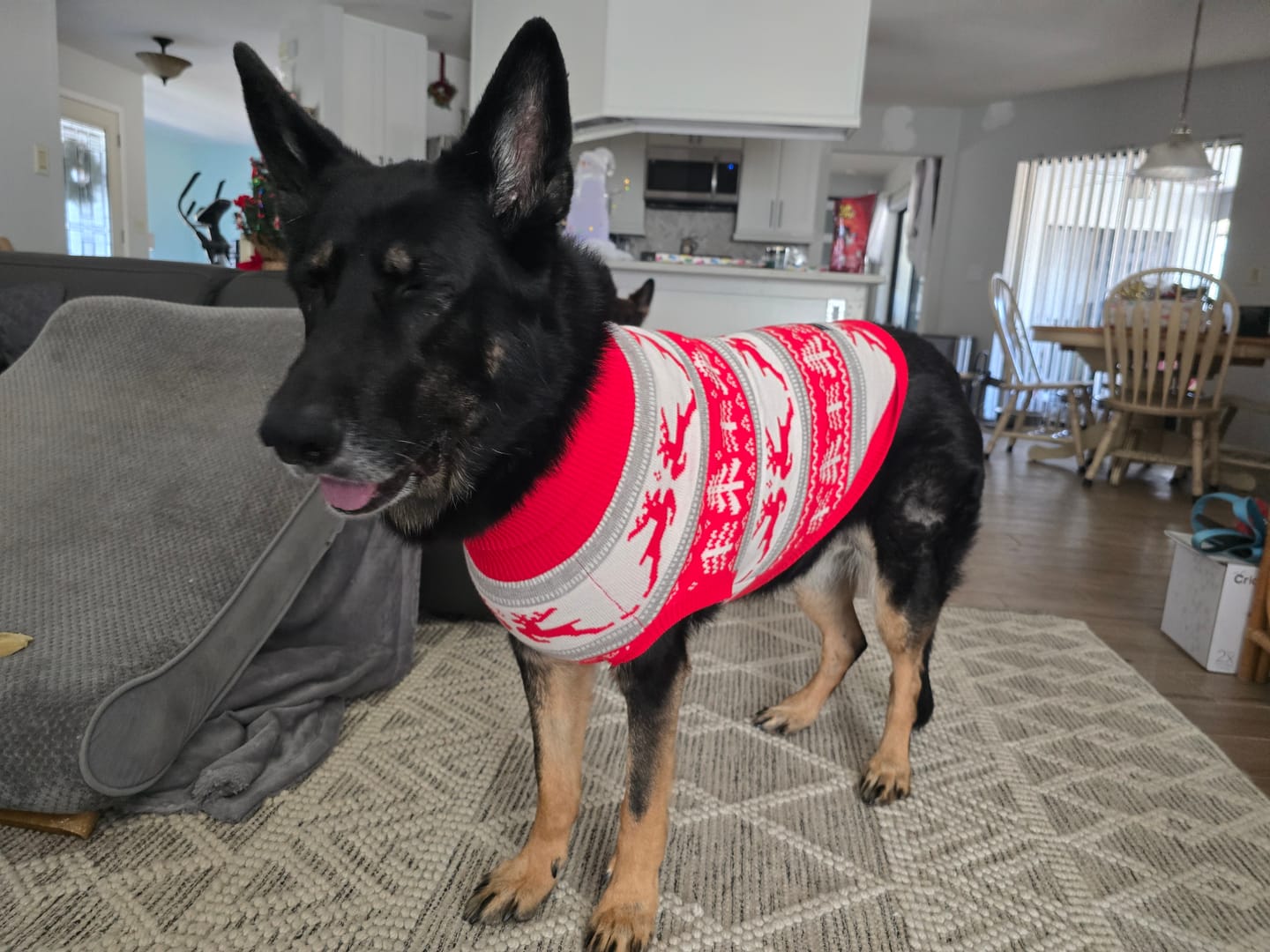 Customer photo review of Christmas Dog Knit Sweater