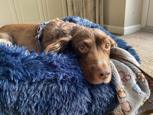 Customer photo review of Super Plush Donut Bed