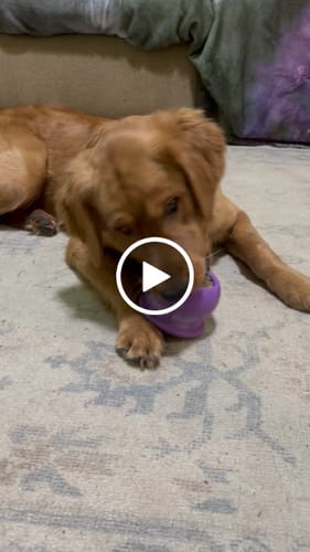 Customer video review of Freezball - Durable Fillable Dog Chew Bone