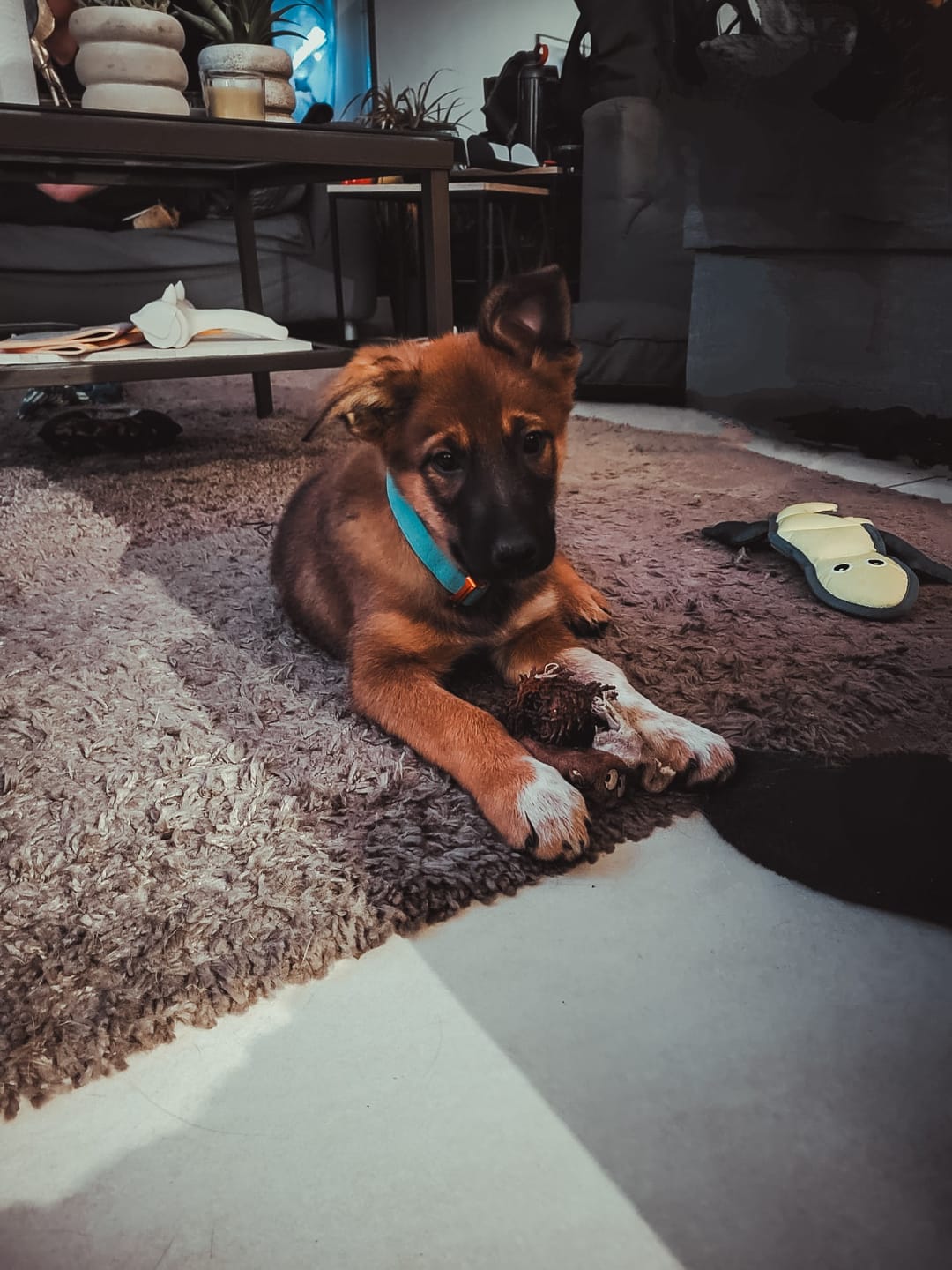 Customer photo review of 2.5cm Lighter Combat® Collar | Handle & Rated Clip - Turquoise x Orange
