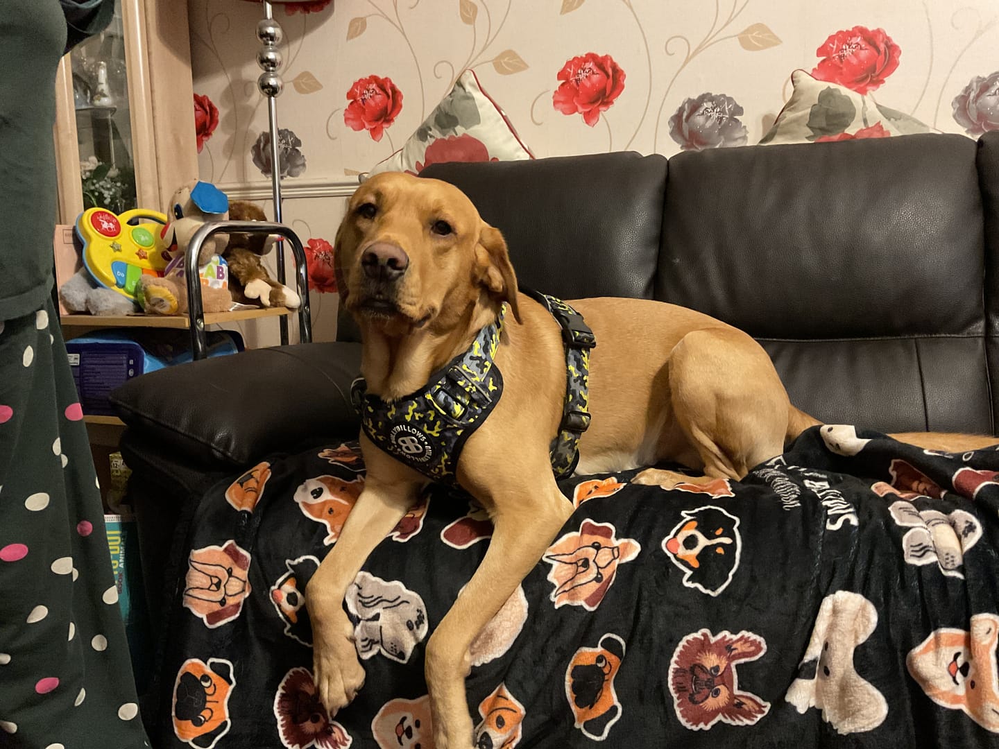 Customer photo review of Comfort Premium Harness | Non Restrictive - Lightning