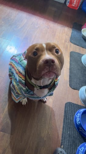 Customer photo review of Playa Poncho - Surprise Color