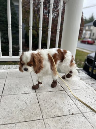 Customer photo review of WagWellies® by wagwear