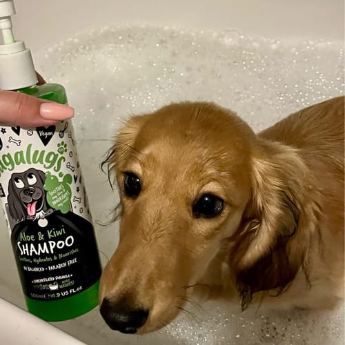 Customer photo review of Aloe & Kiwi Soothing Dog Shampoo